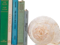 Martha Stewart Seashell Bookend